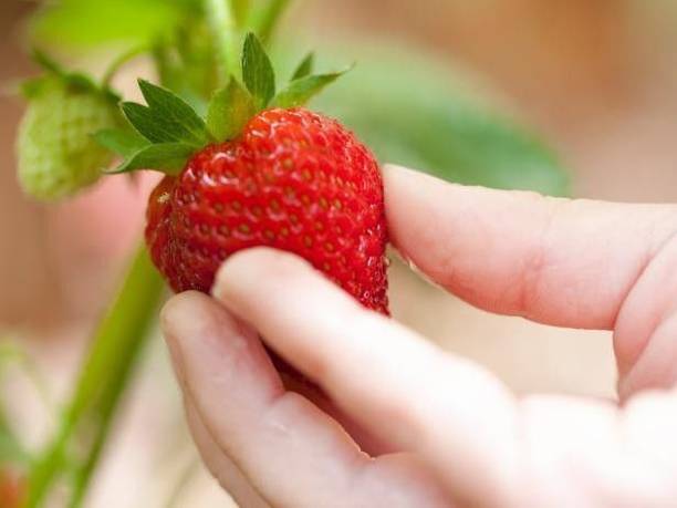 Barnaby Strawberry Plant