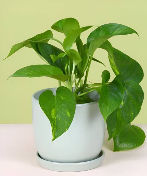 PetalPath Money Plant