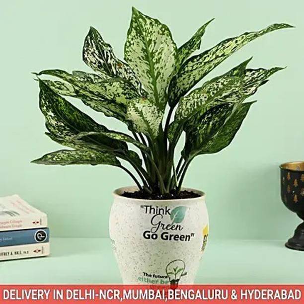 Cloud Farm Philodendron Plant