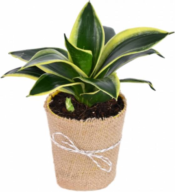 SAIQUALES Snake Plant