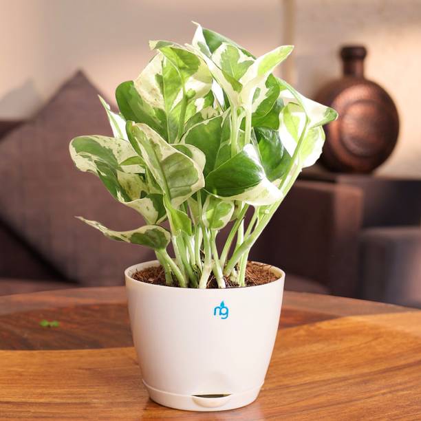 Nurturing Green Njoy Money Plant
