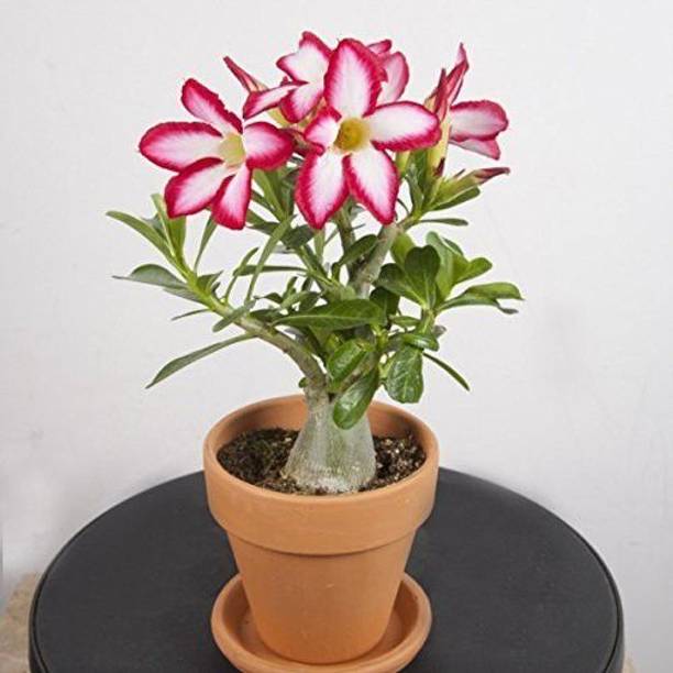 Barnaby Adenium Plant