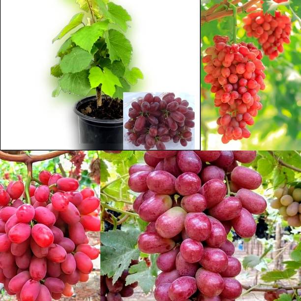 Cloud Farm Grapes Plant