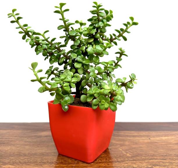 Gabbro Jade Plant