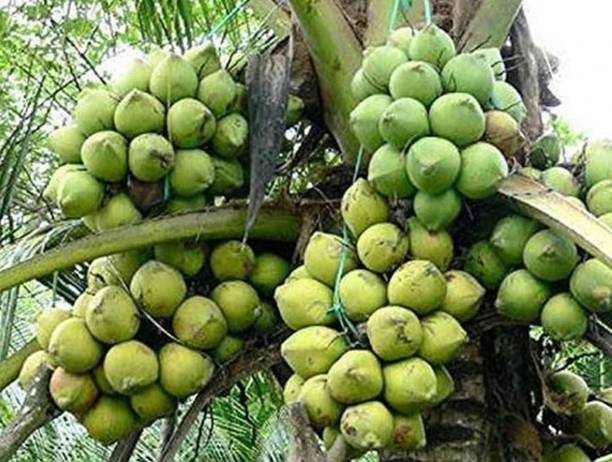 Thai Verity Coconut Plant