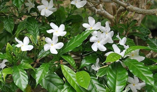 नंद्यार्वट्टम क्रेप जैस्मिन प्लांट पौधा