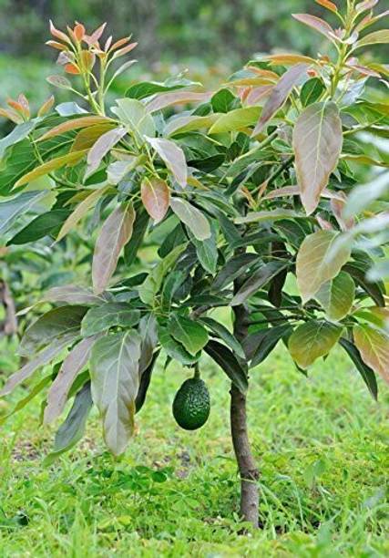 greenhousestore Avocado Plant
