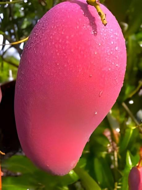 Miyazaki Mango Plant