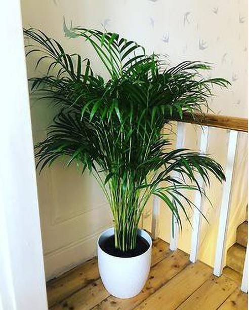 Cloud Farm Areca Palm