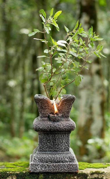 ABEFARIYA Tulsi Plant