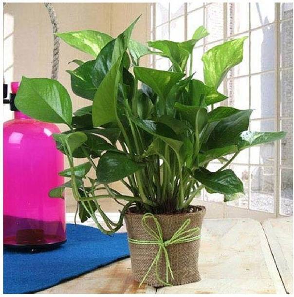 Adrita Money Plant