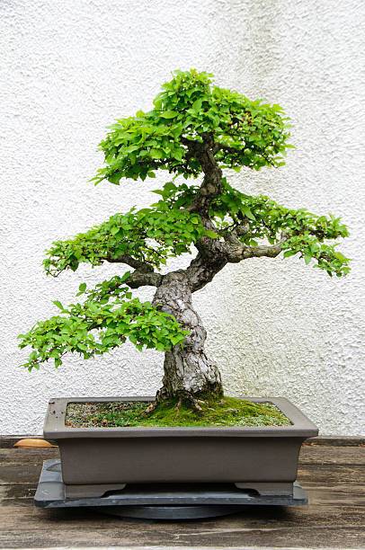 AloGardening Ficus Bonsai