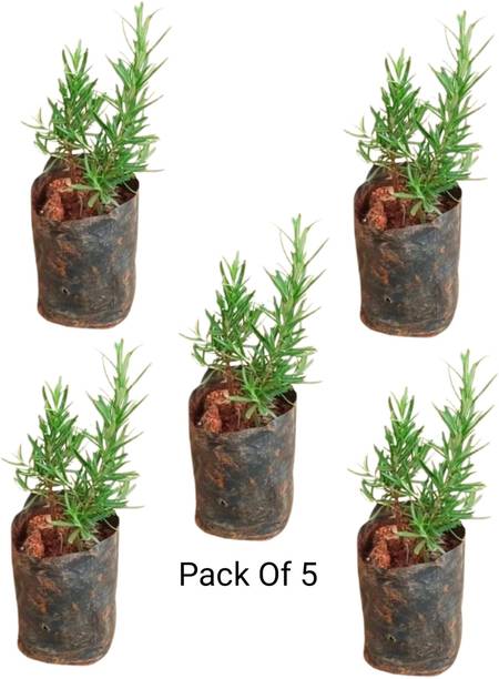Live Plants Rosemary Herb Plant, Rosemary Plant