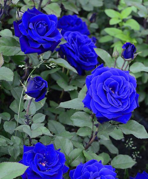 PlantNature Rose Plant