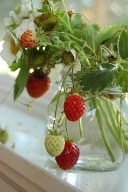 Wrenna Strawberry Plant