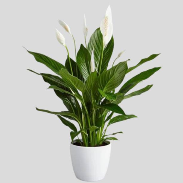 CAPPL Peace Lily Plant