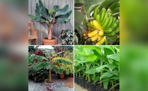 SAIQUALES Banana Plant