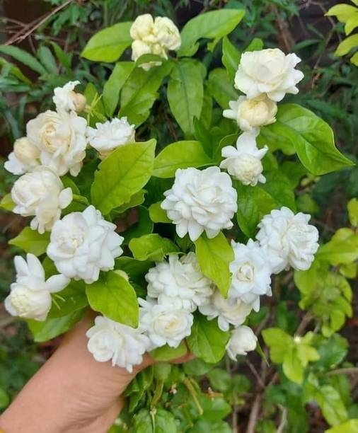 Unisam Mogra Jasmine Flower Mogra Flowering Plant, Jasmine Plant