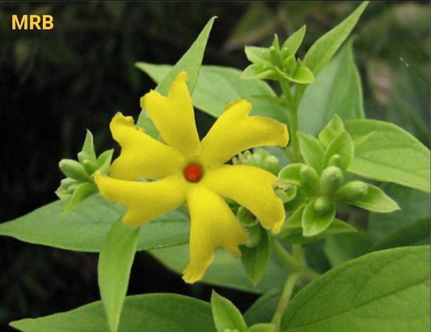 Marinetree Parijat/Harsingar Plant