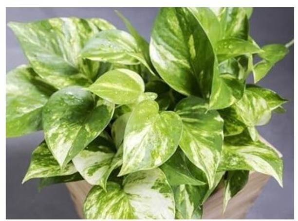 Treeicks Money Plant