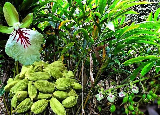 buddingbeauty Elaichi/Cardamom Plant