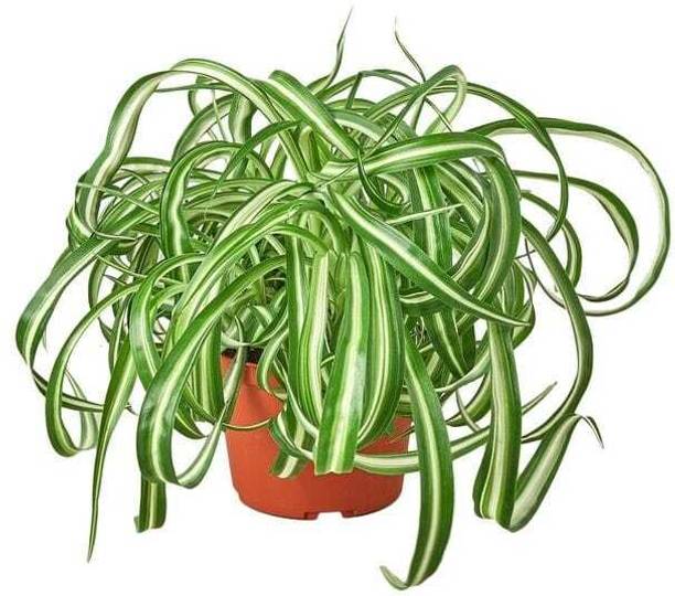 safed musli Spider Plant