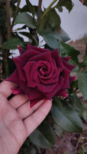 HaritPrakriti Rose Plant