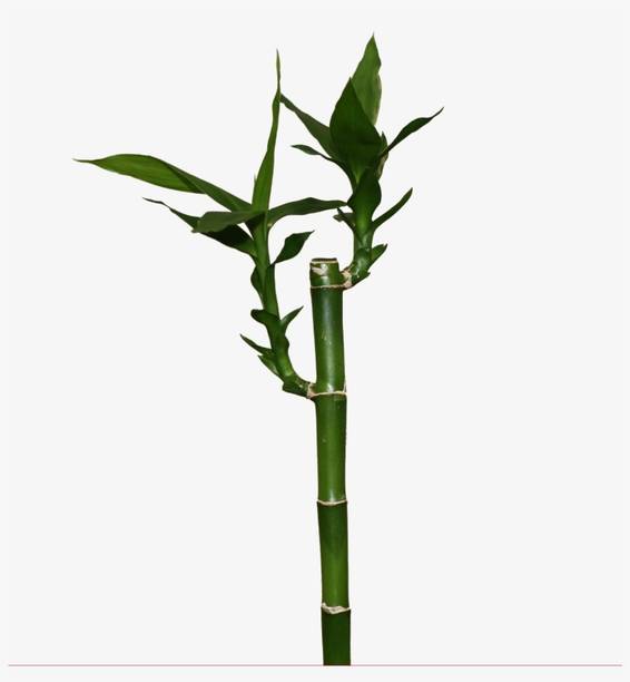 ARYAN EVERGREEN Two Layer Bamboo Plant