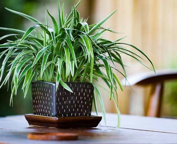 clauneck Spider Plant