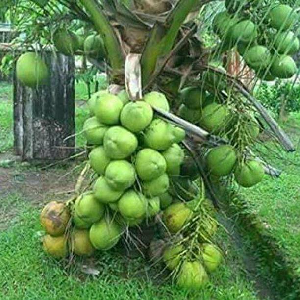 Grinian Coconut Plant