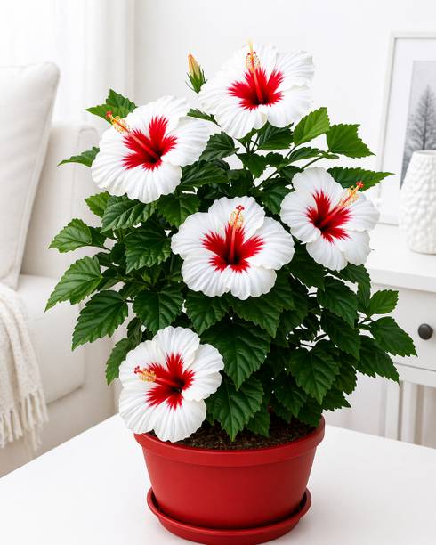 ClickCart Connect Hibiscus Plant