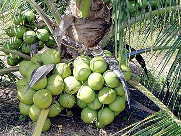 SANJAY Coconut Plant