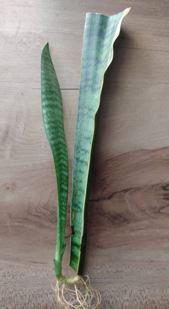 RESILIENCE Snake Plant