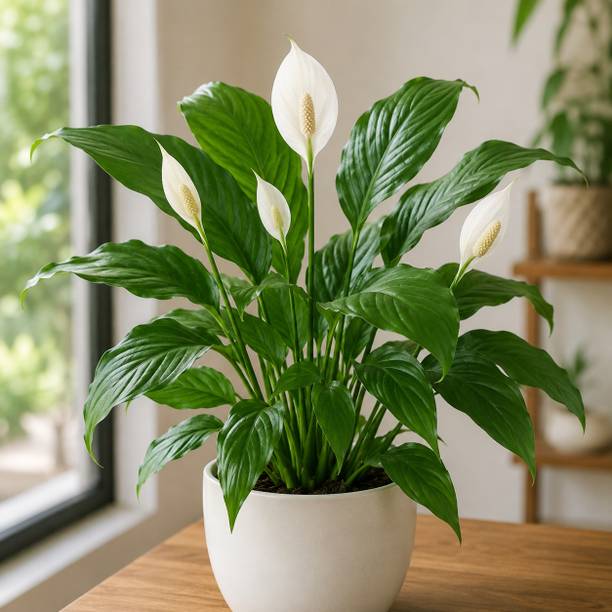 Adisgarden Peace Lily Plant