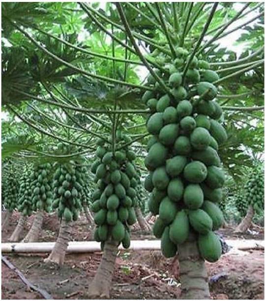 greenhousestore Papaya Plant