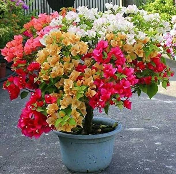 Cloud Farm Bougainvillea Plant