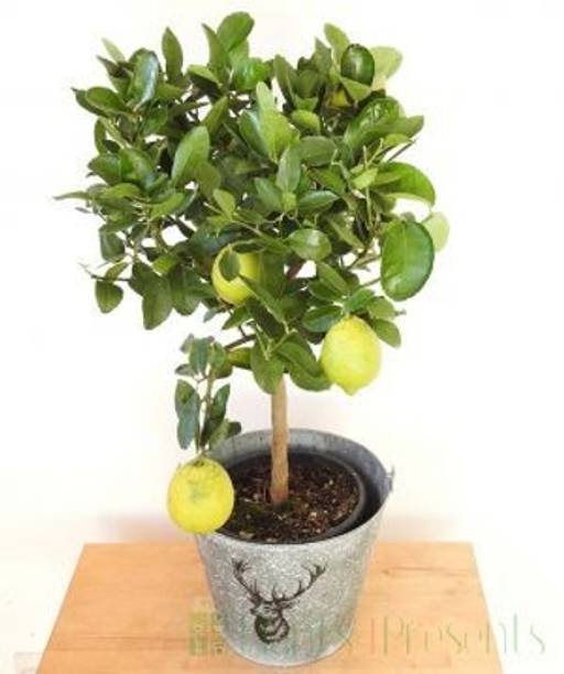 Aziz Gazi Nursery Lemon Plant