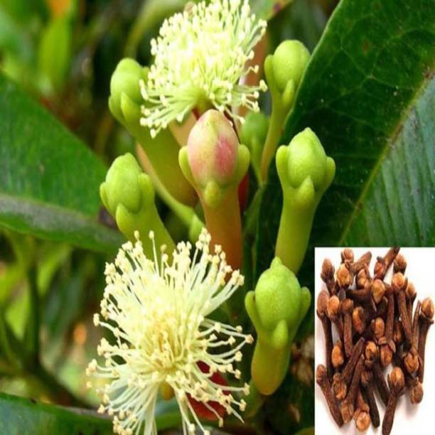 Cloud Farm Clove Plant
