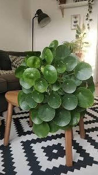 Adrita Money Plant