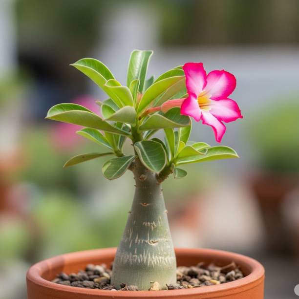 मज्जेओपस एडेनियम प्लांट पौधा