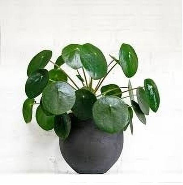 PIOVEXA Money Plant