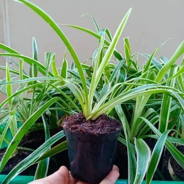FloraFusion Spider Plant