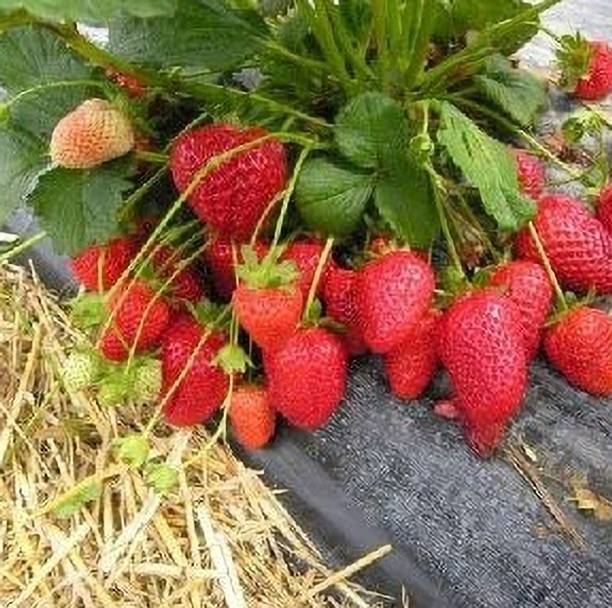 SSS Strawberry Plant