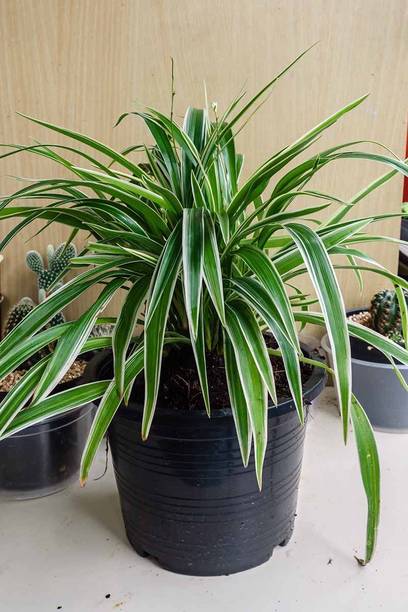 DEY CRAFT Spider Plant
