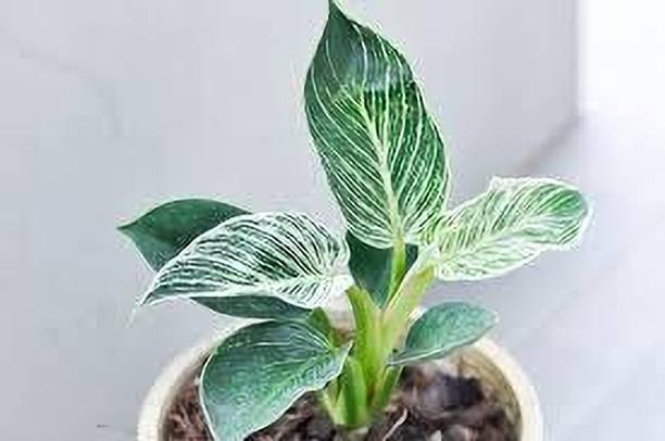 ZOOMGREEN Philodendron Birkin Plant