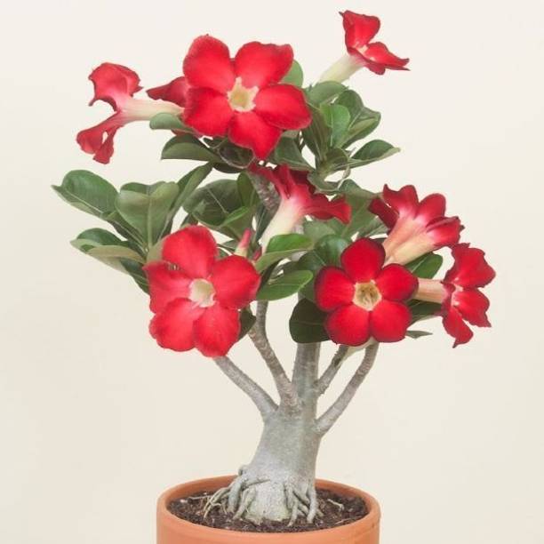 Wrenna Adenium Plant