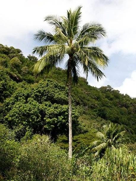Panama Tall Coconut Plant