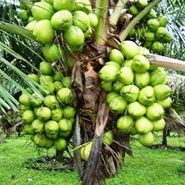 BULAPLANTHOUSE Coconut Plant