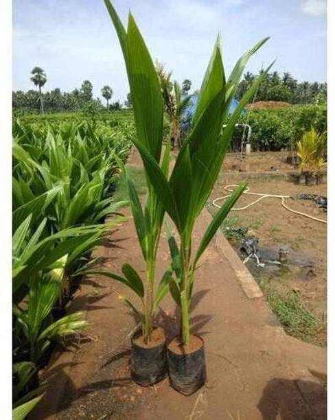 Khushi Prova Coconut Plant