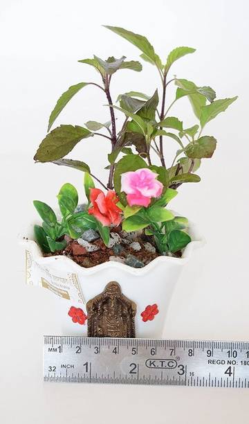 EVY Tulsi Plant